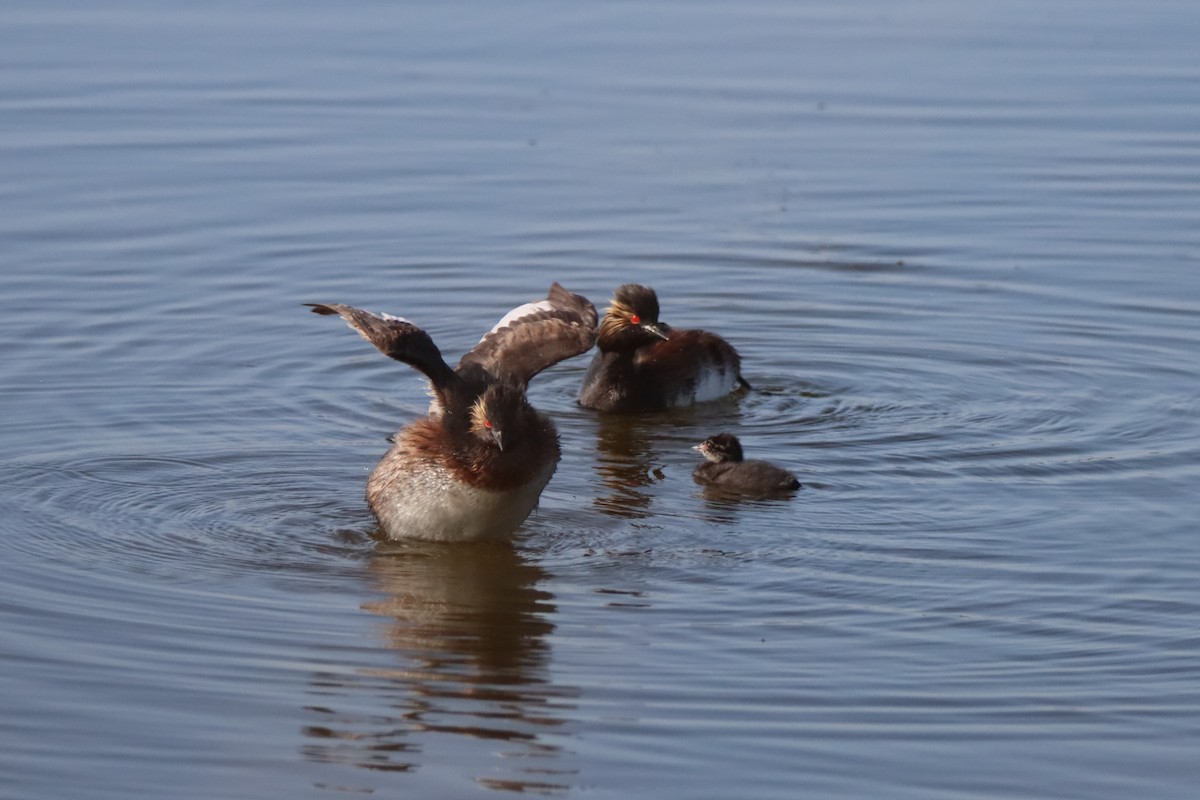 Eared Grebe - ML620719641