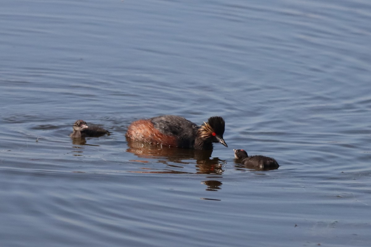 Eared Grebe - ML620719642