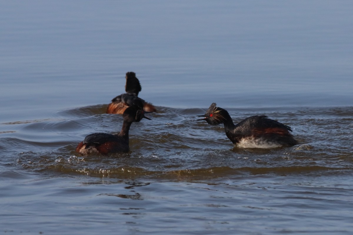 Eared Grebe - ML620719643