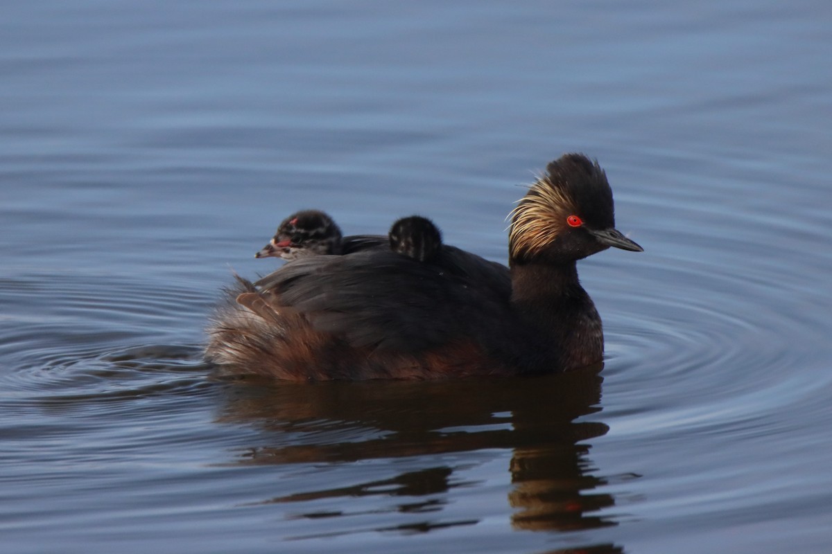 Eared Grebe - ML620719645