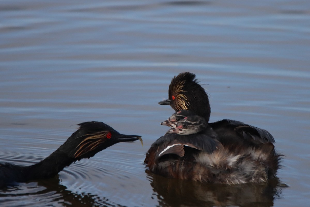 Eared Grebe - ML620719646