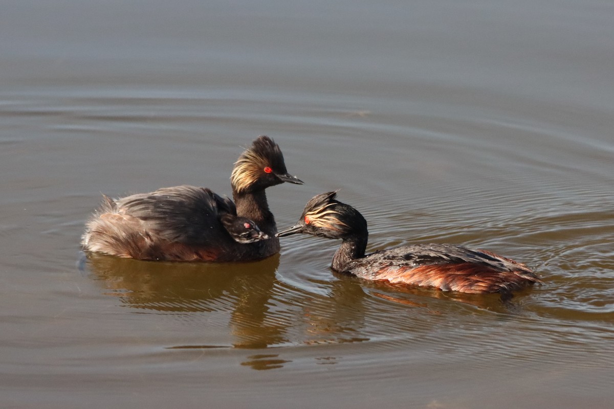 Eared Grebe - ML620719647