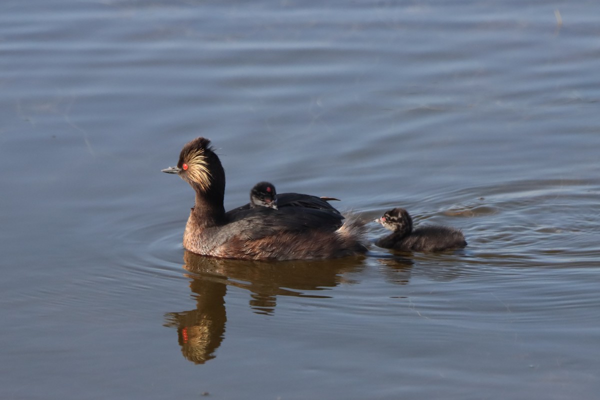 Eared Grebe - ML620719648