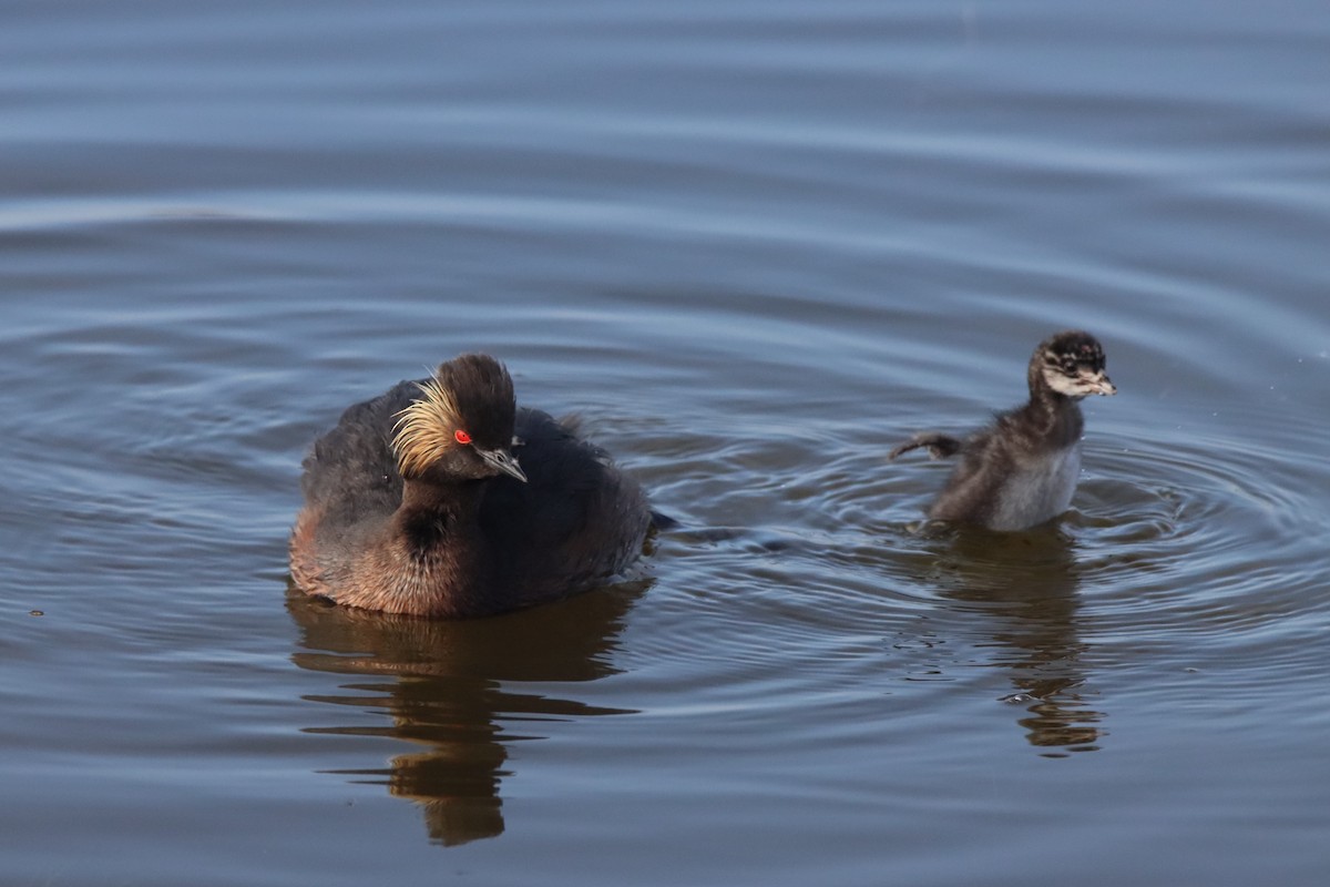 Eared Grebe - ML620719649