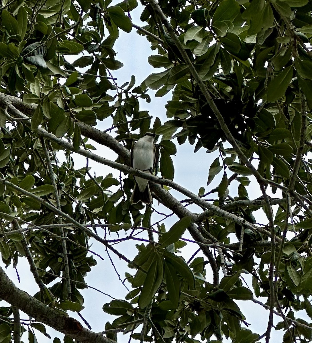 Gray Kingbird - ML620719659