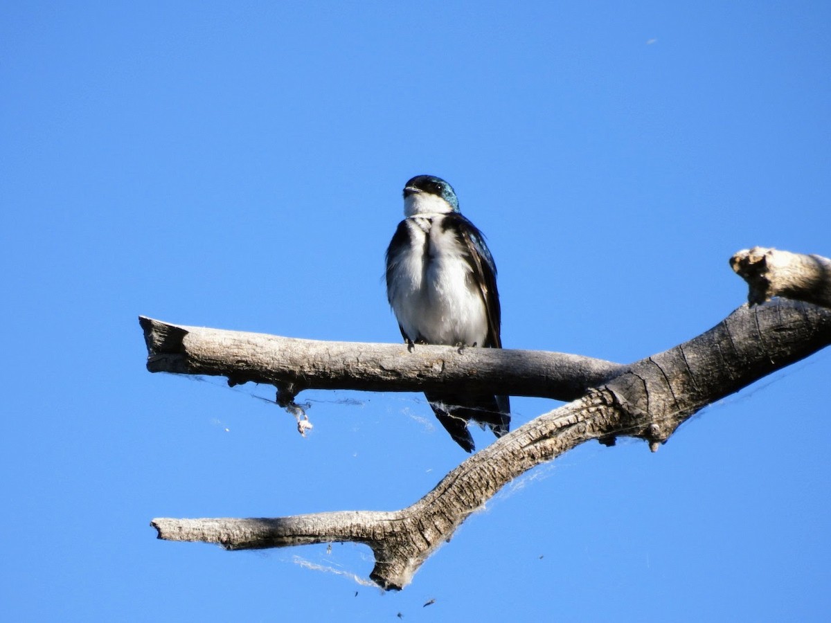 Tree Swallow - ML620719661