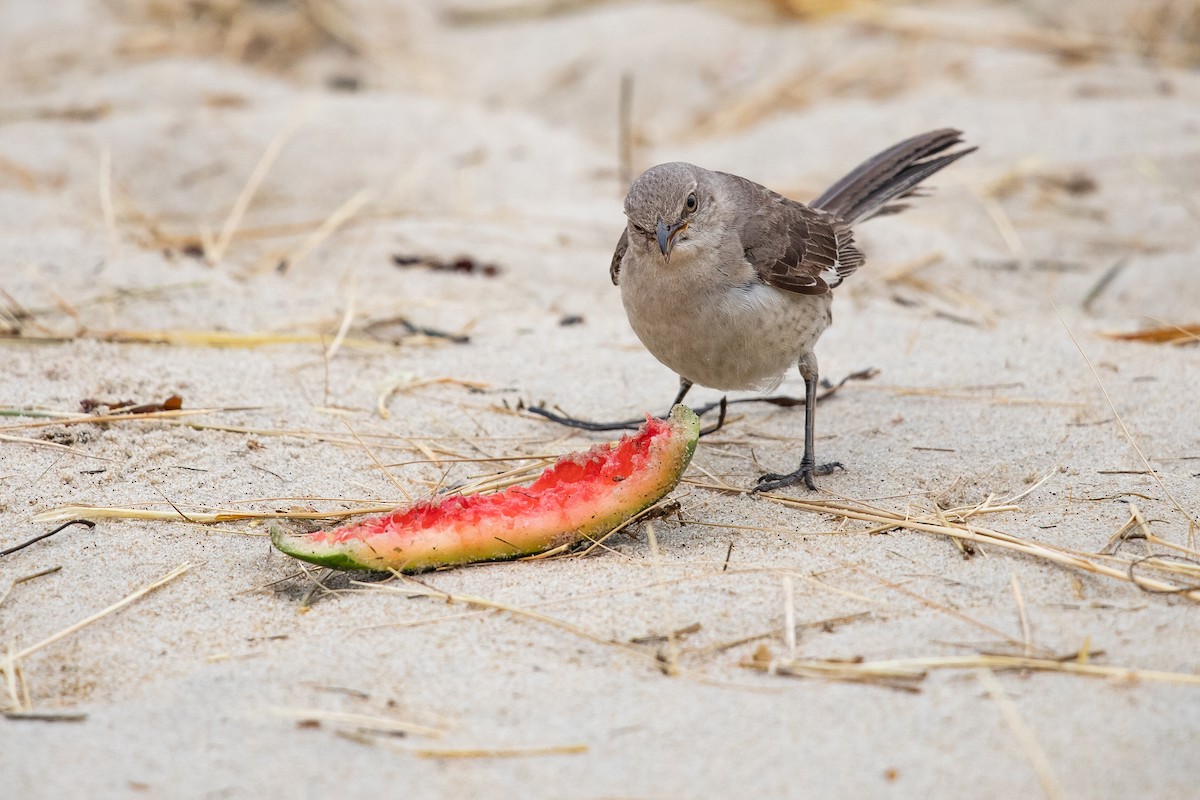 Northern Mockingbird - ML620719662