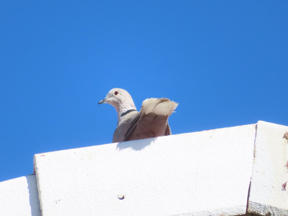 Eurasian Collared-Dove - ML620719663