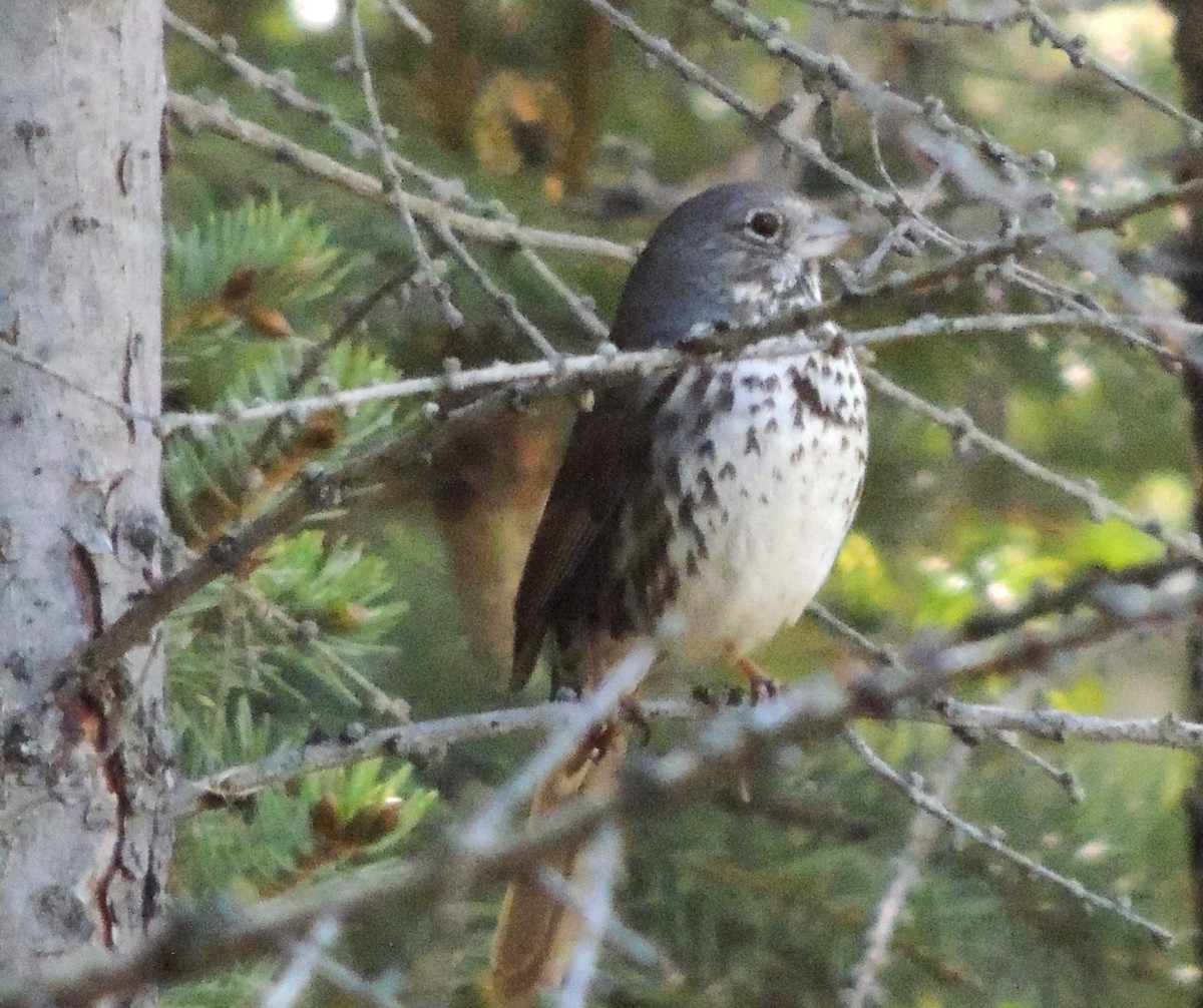 Fox Sparrow - ML620719664