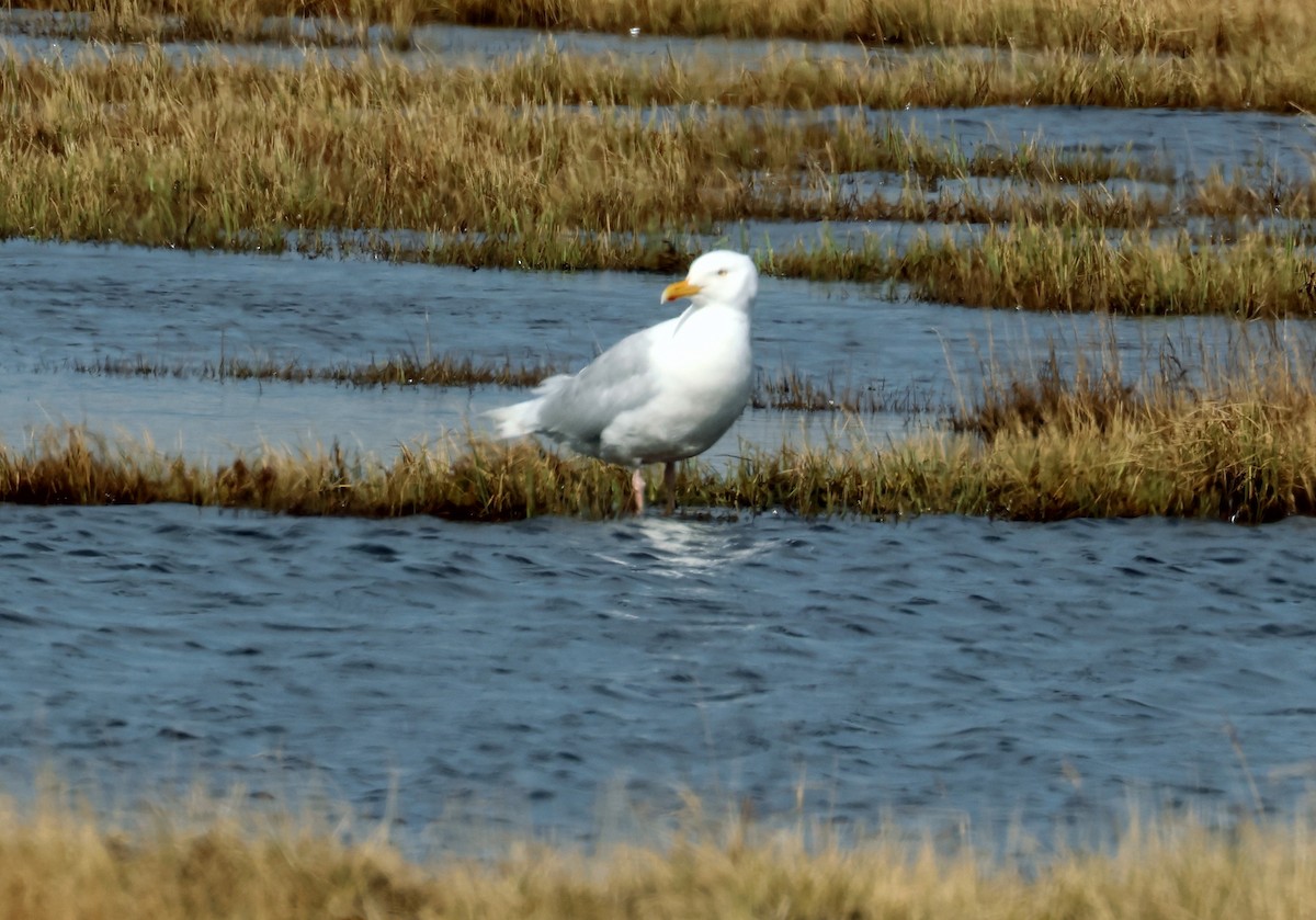 Glaucous Gull - ML620719665