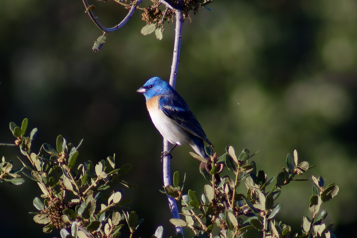 Lazuli Bunting - ML620719666