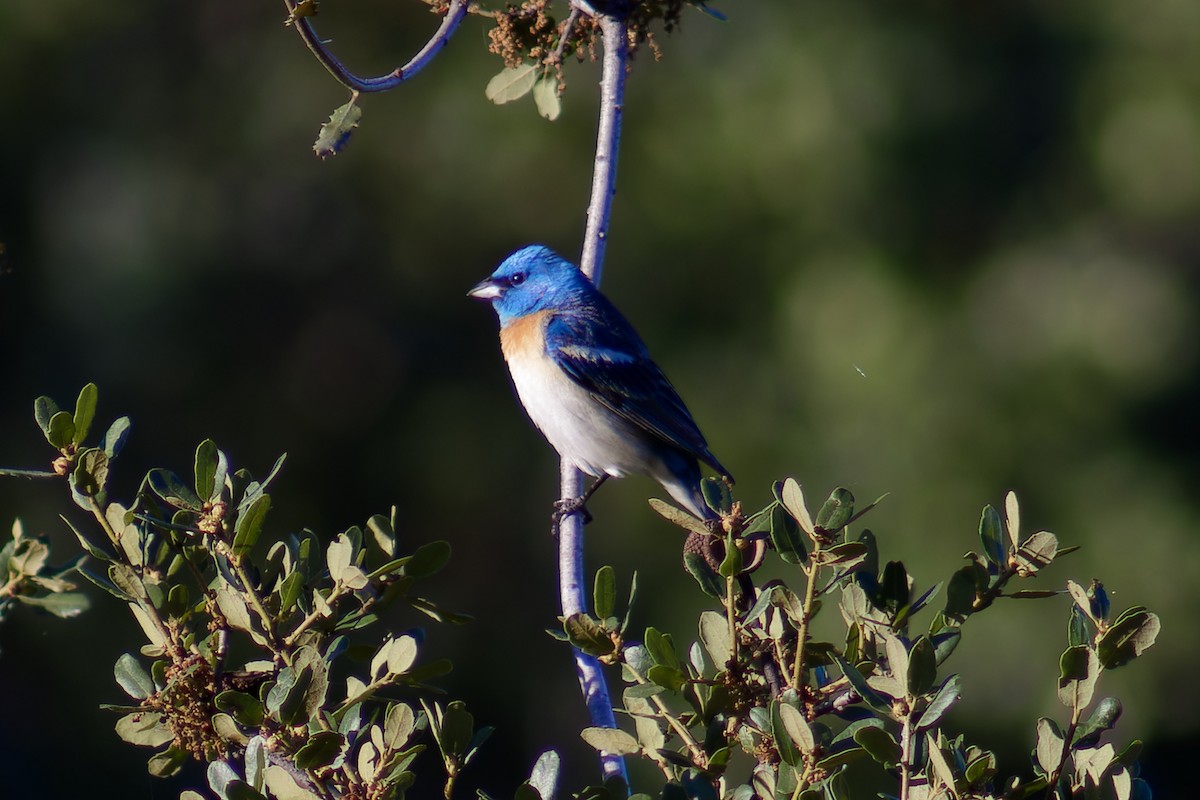 Lazuli Bunting - ML620719667