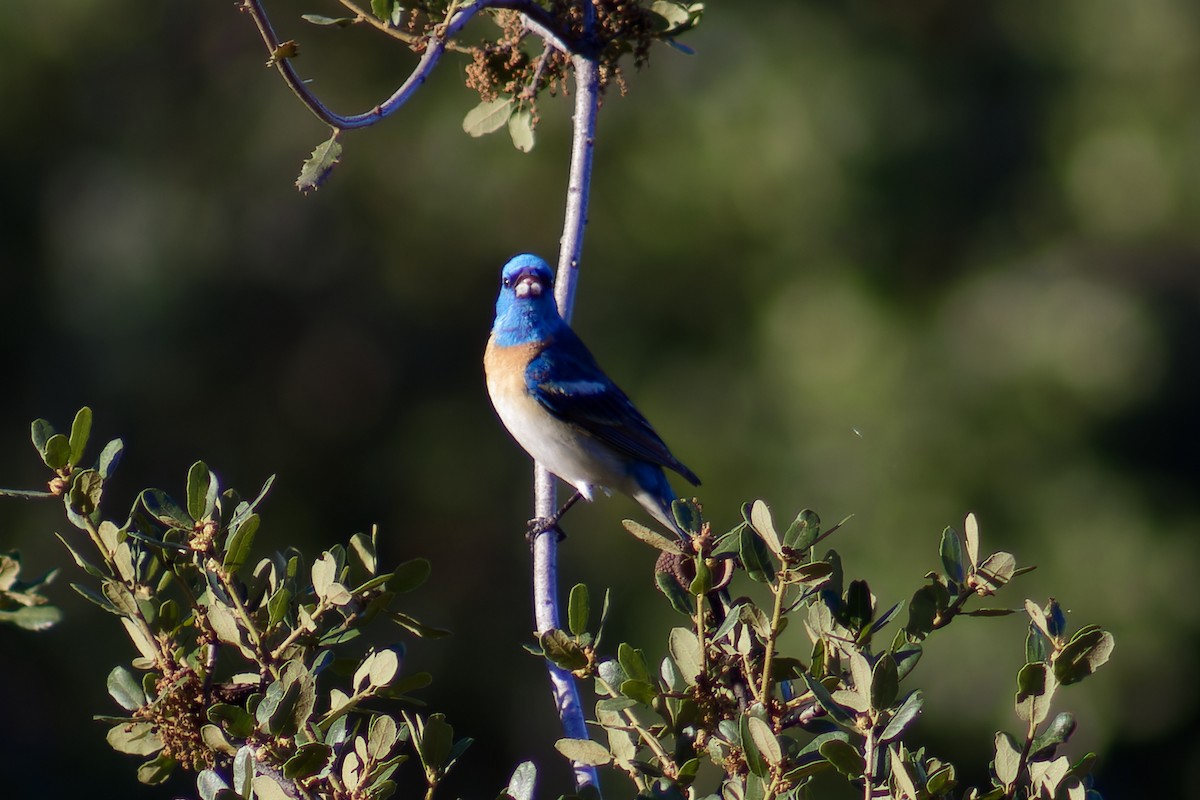 Lazuli Bunting - ML620719668