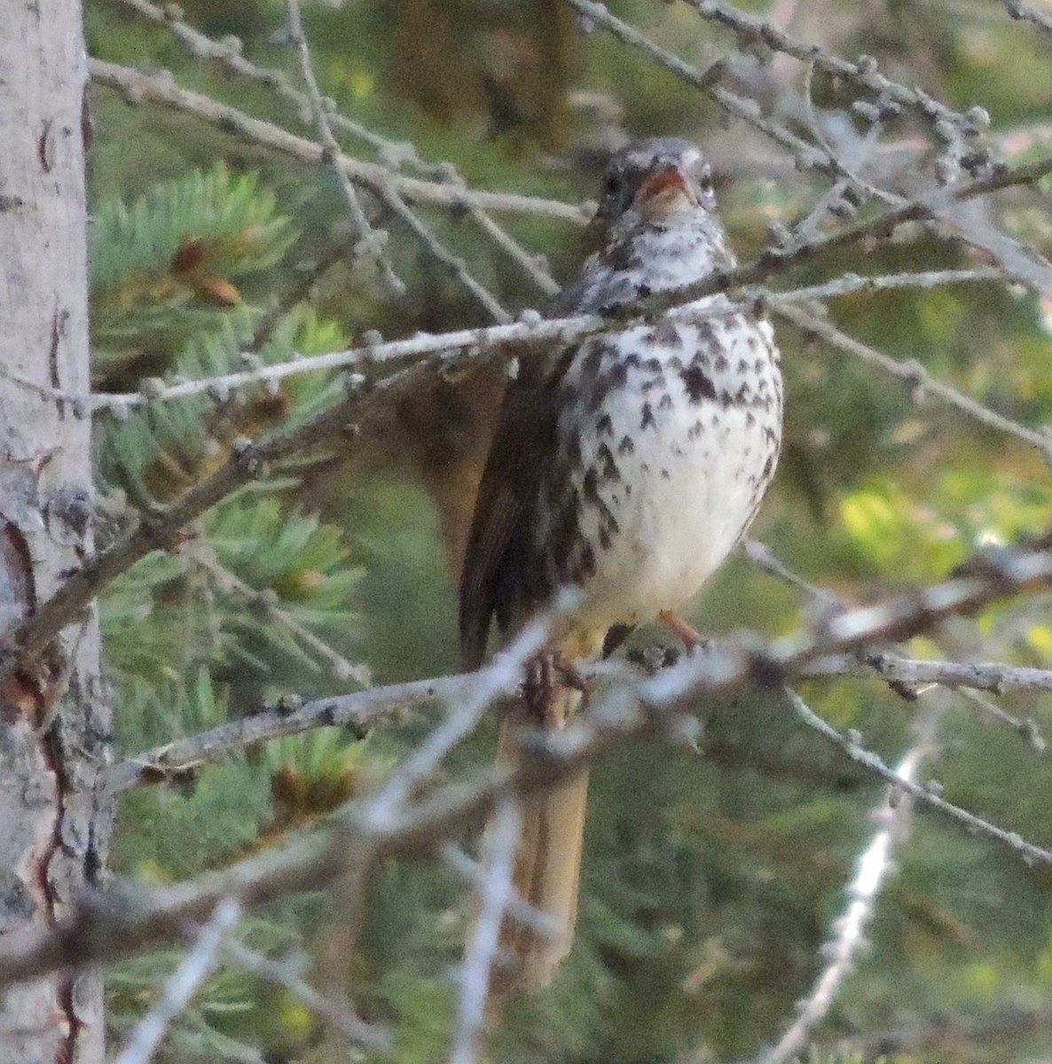 Fox Sparrow - ML620719677