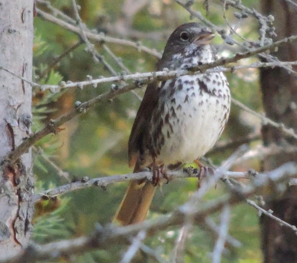 Fox Sparrow - ML620719683