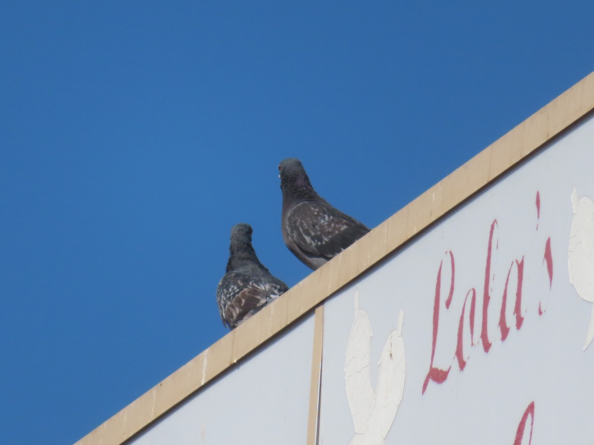 Rock Pigeon (Feral Pigeon) - ML620719684