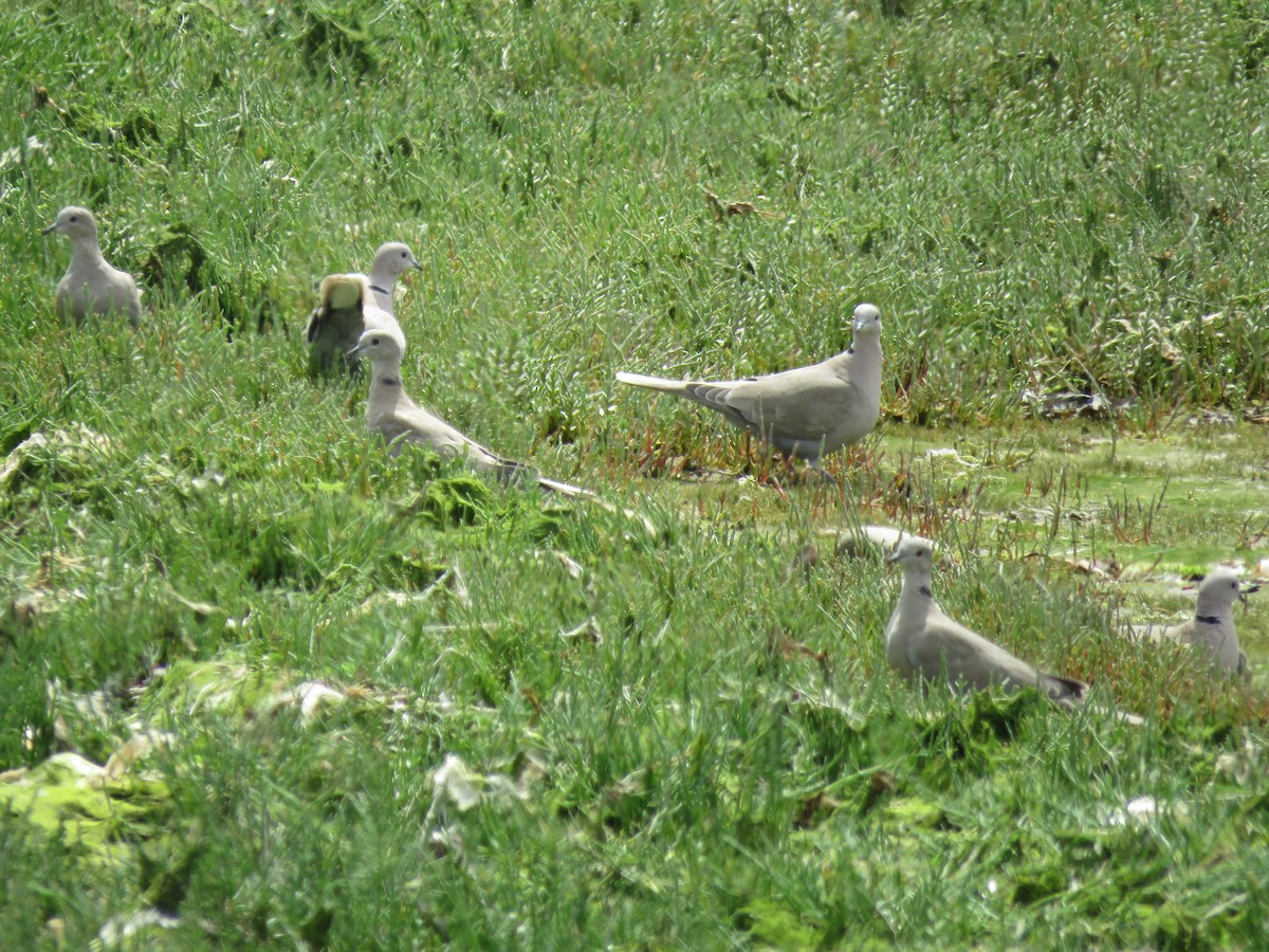 灰斑鳩 - ML620719686