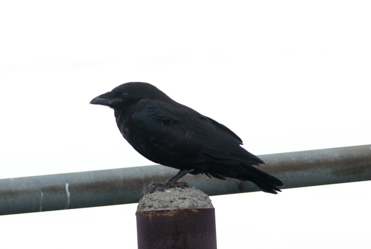 Common Raven - ML620719689