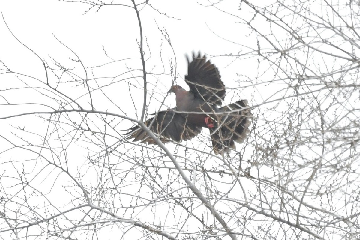 Pigeon du Chili - ML620719690