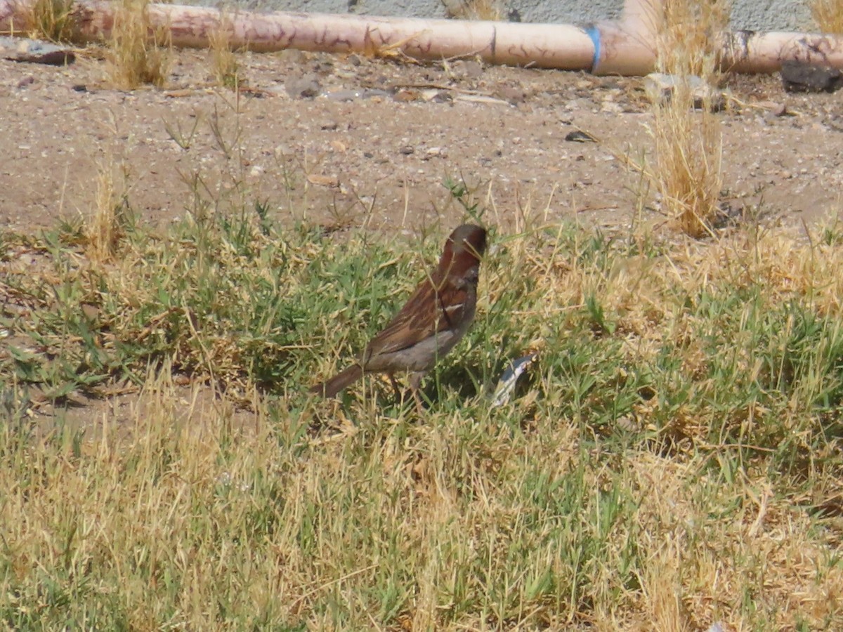 House Sparrow - ML620719693