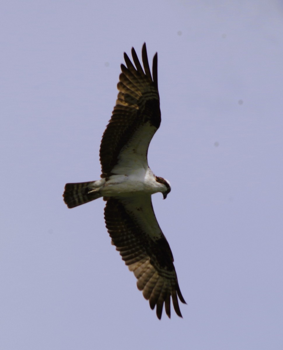 Osprey - ML620719694