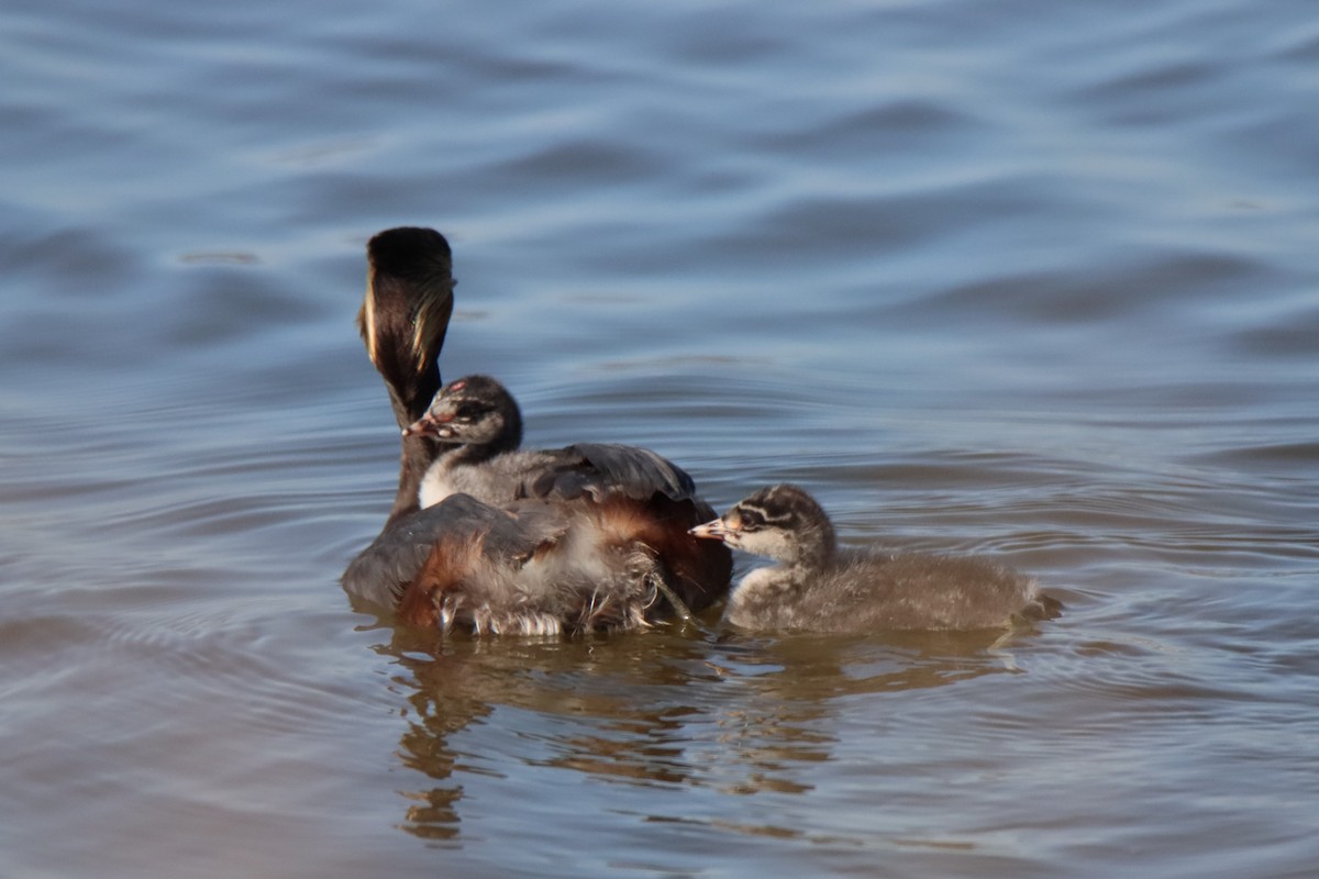 Eared Grebe - ML620719698