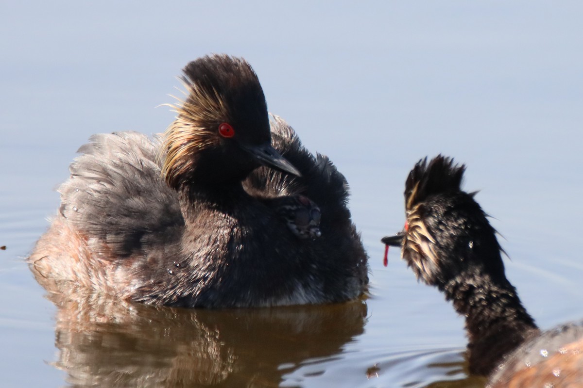 Eared Grebe - ML620719699