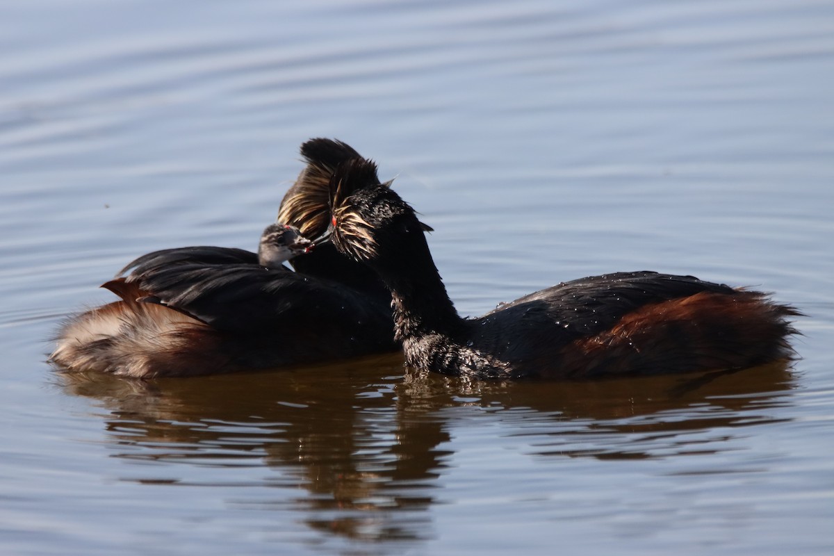 Eared Grebe - ML620719700