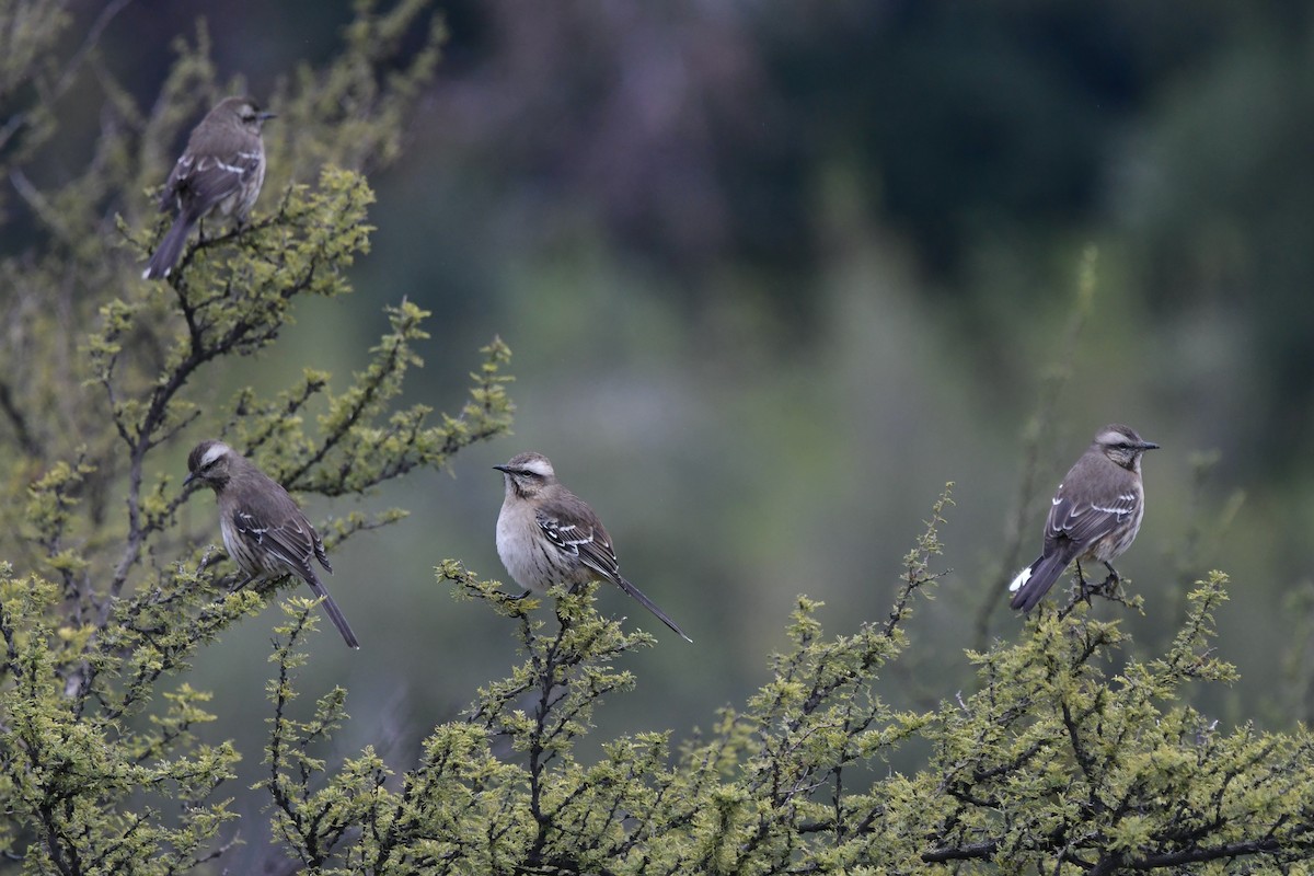 Chilean Mockingbird - ML620719704