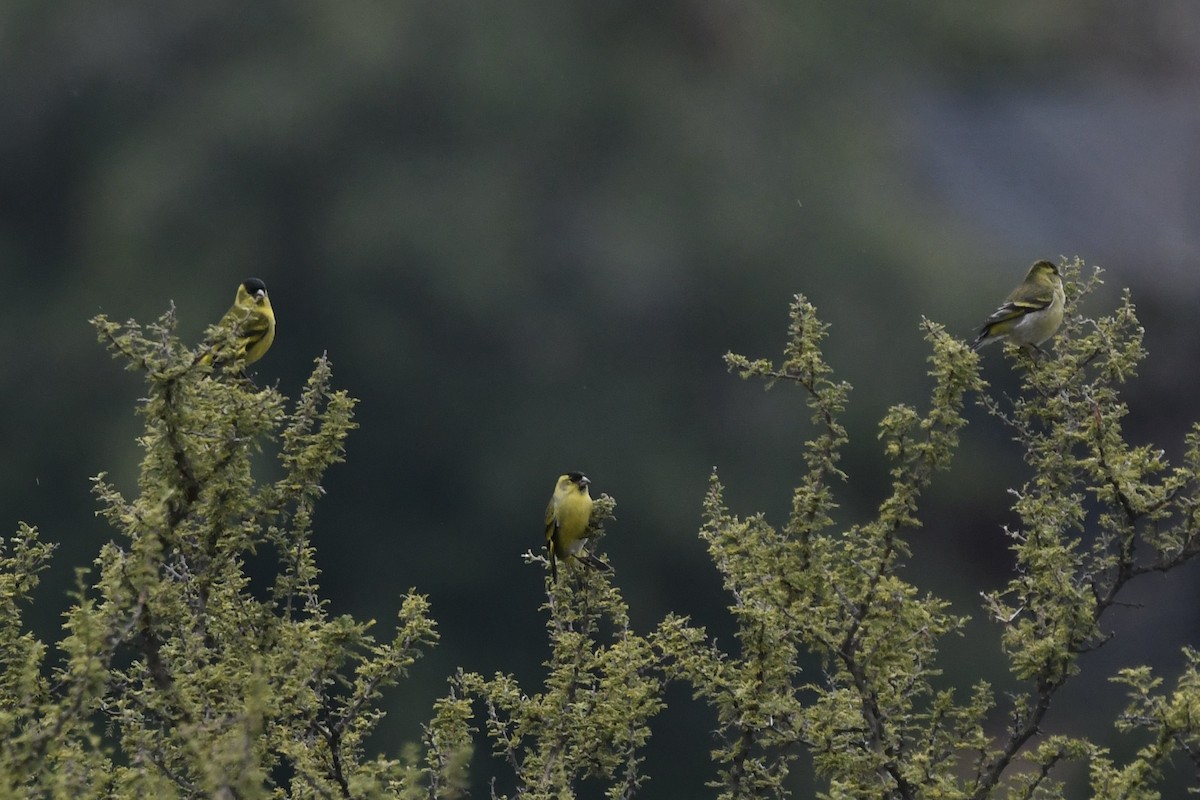 Black-chinned Siskin - ML620719715