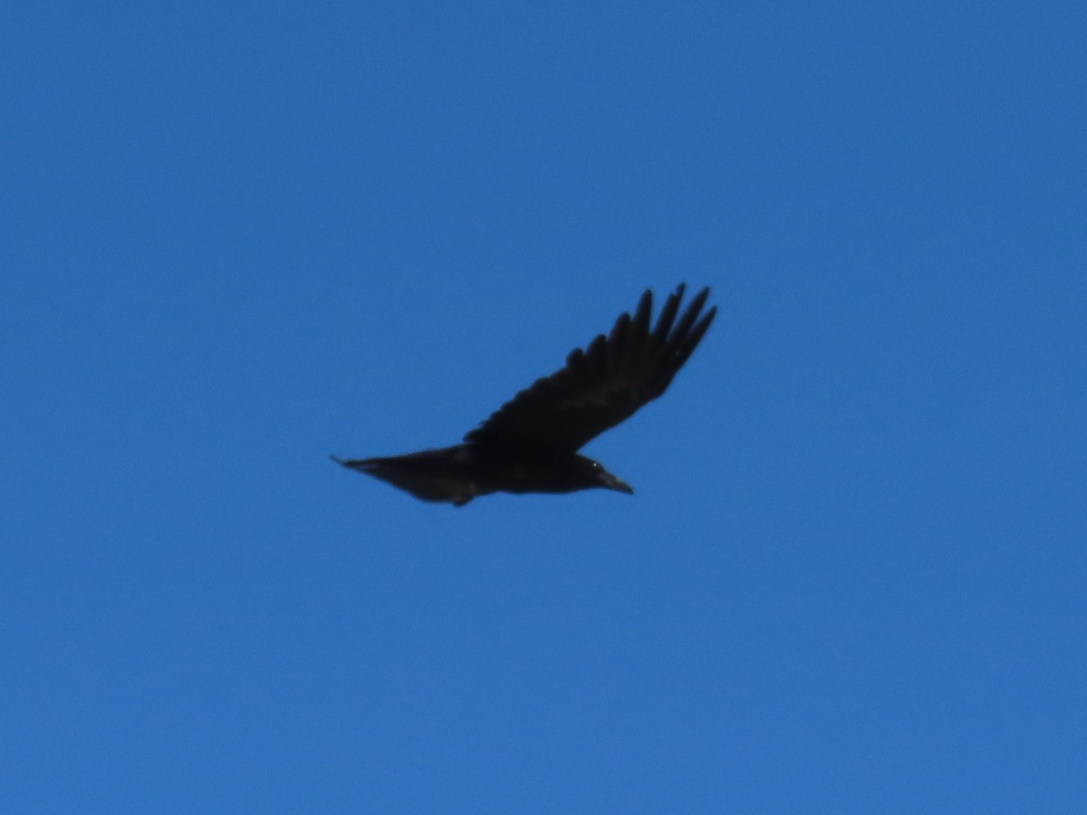 Common Raven - ML620719718