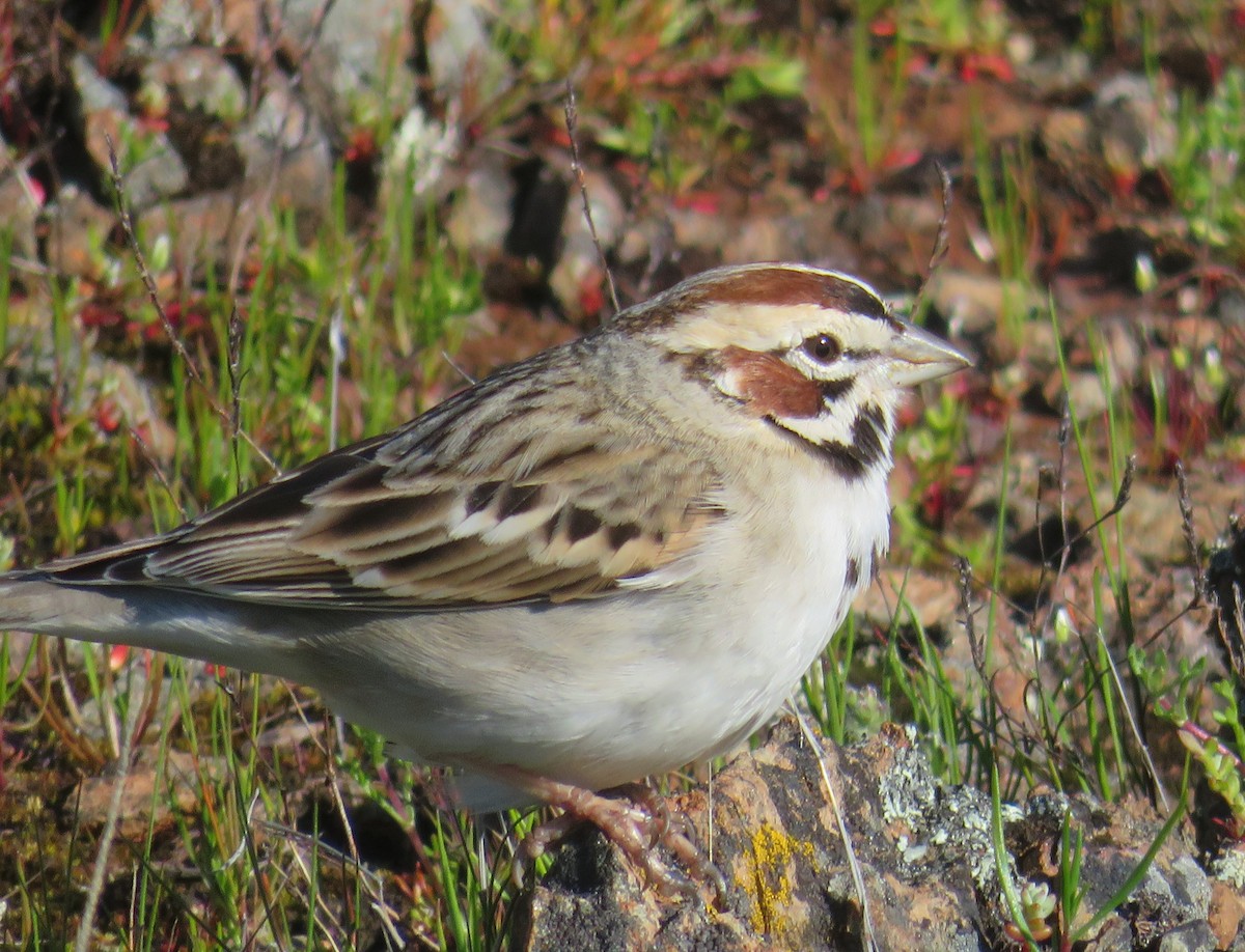 Lark Sparrow - ML620719720