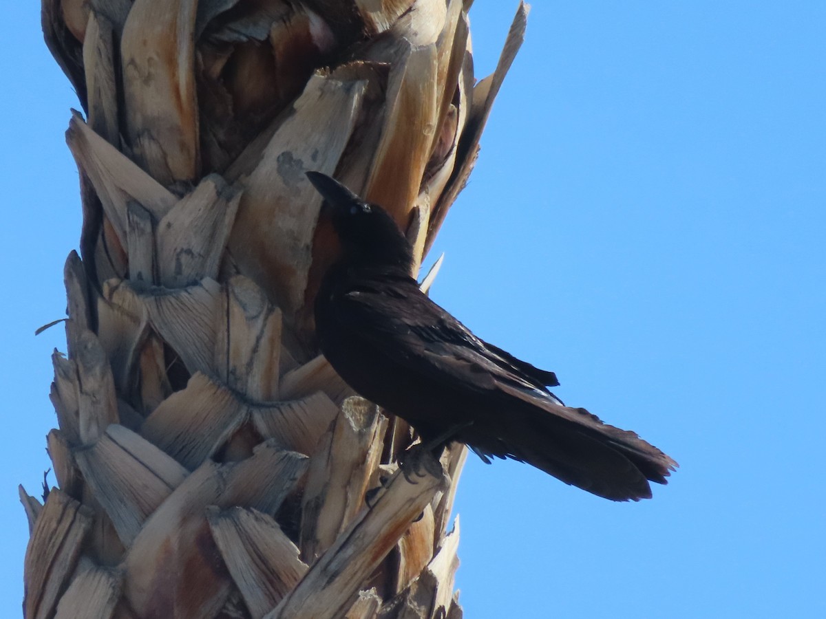 Common Raven - ML620719723