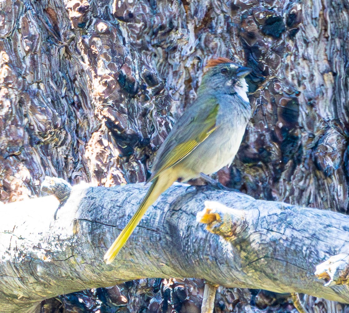 Green-tailed Towhee - ML620719724