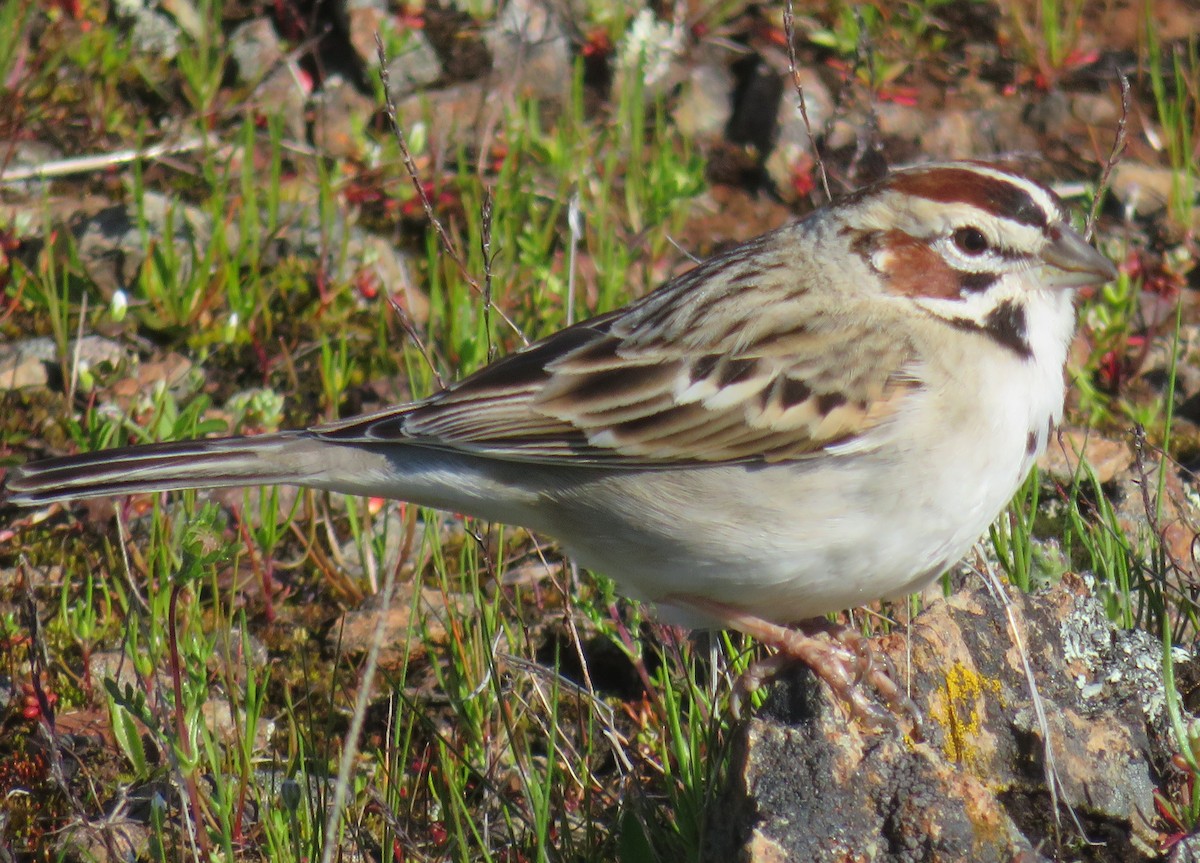 Lark Sparrow - ML620719725