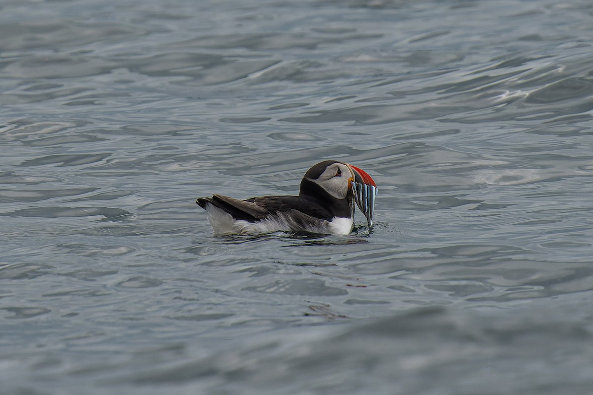 Atlantic Puffin - ML620719728