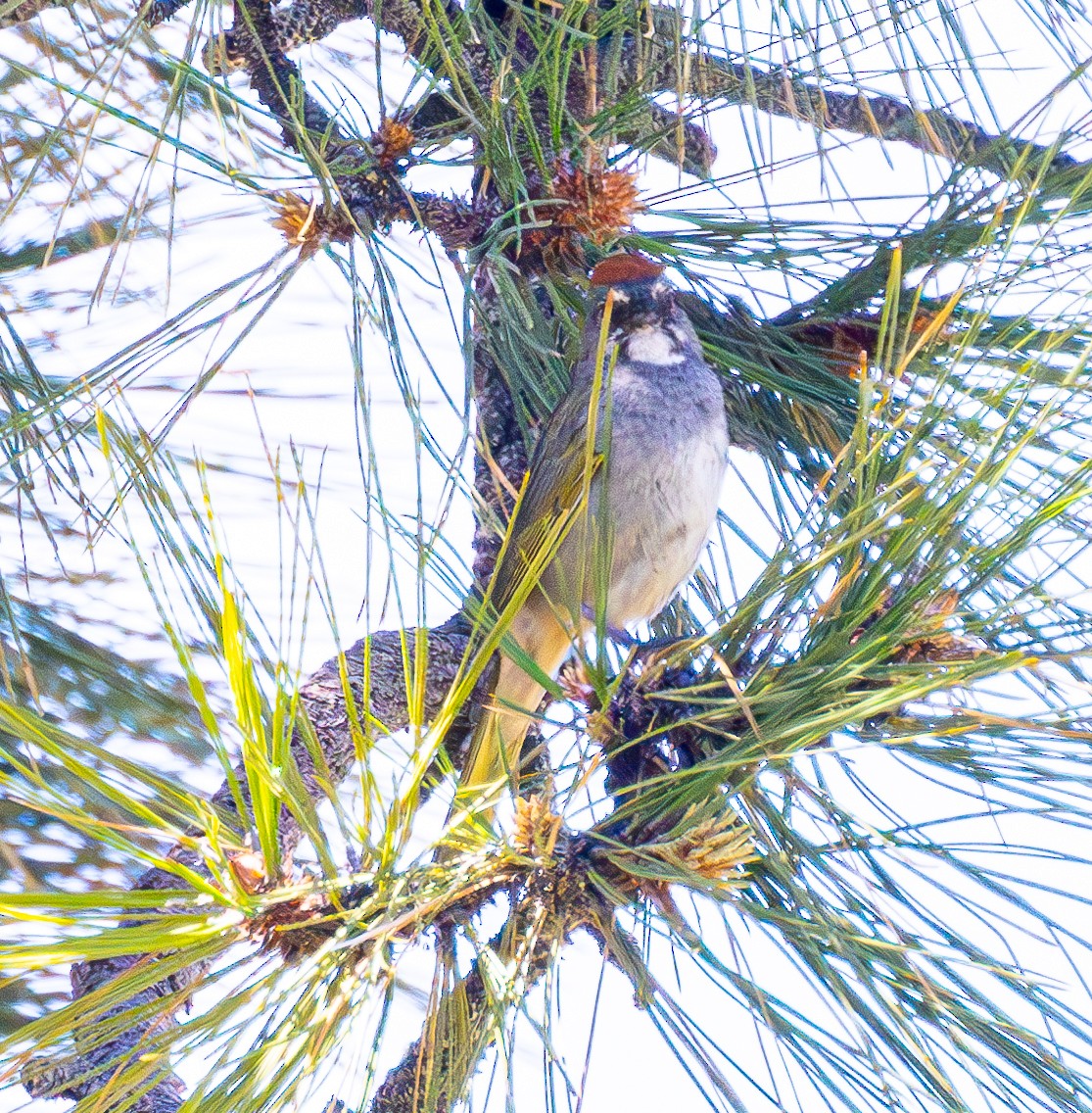 Green-tailed Towhee - ML620719729