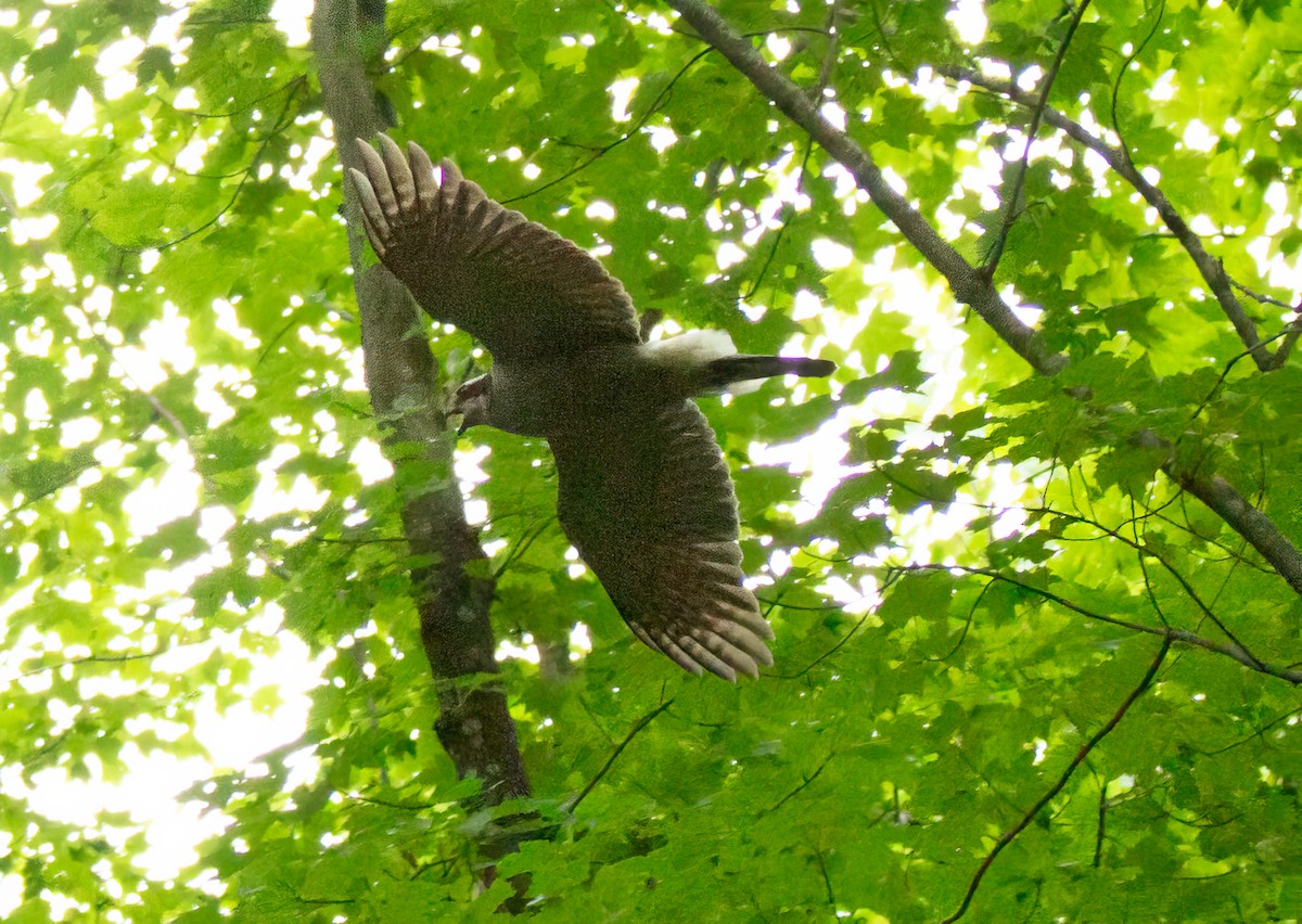 American Goshawk - ML620719733