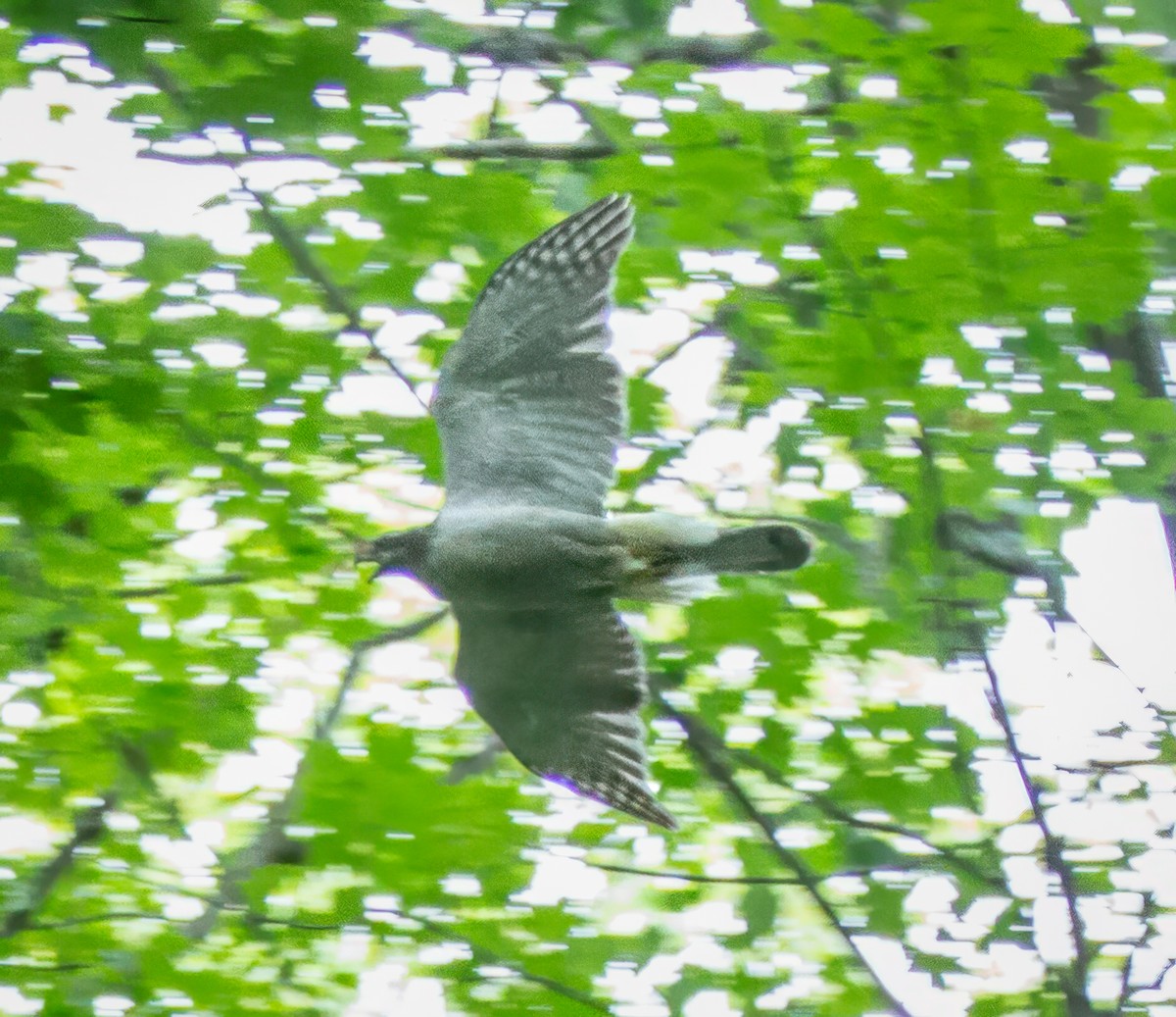 American Goshawk - ML620719734