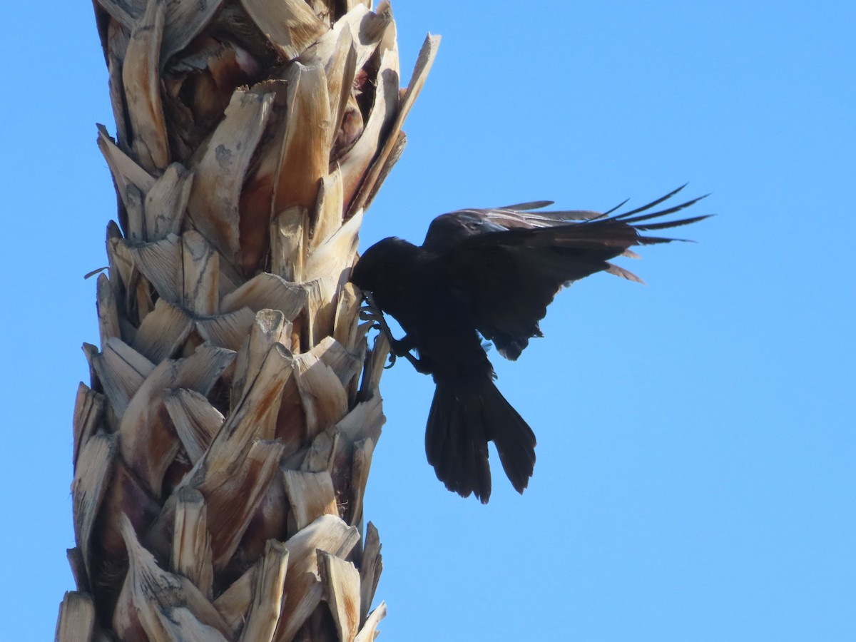 Common Raven - ML620719736