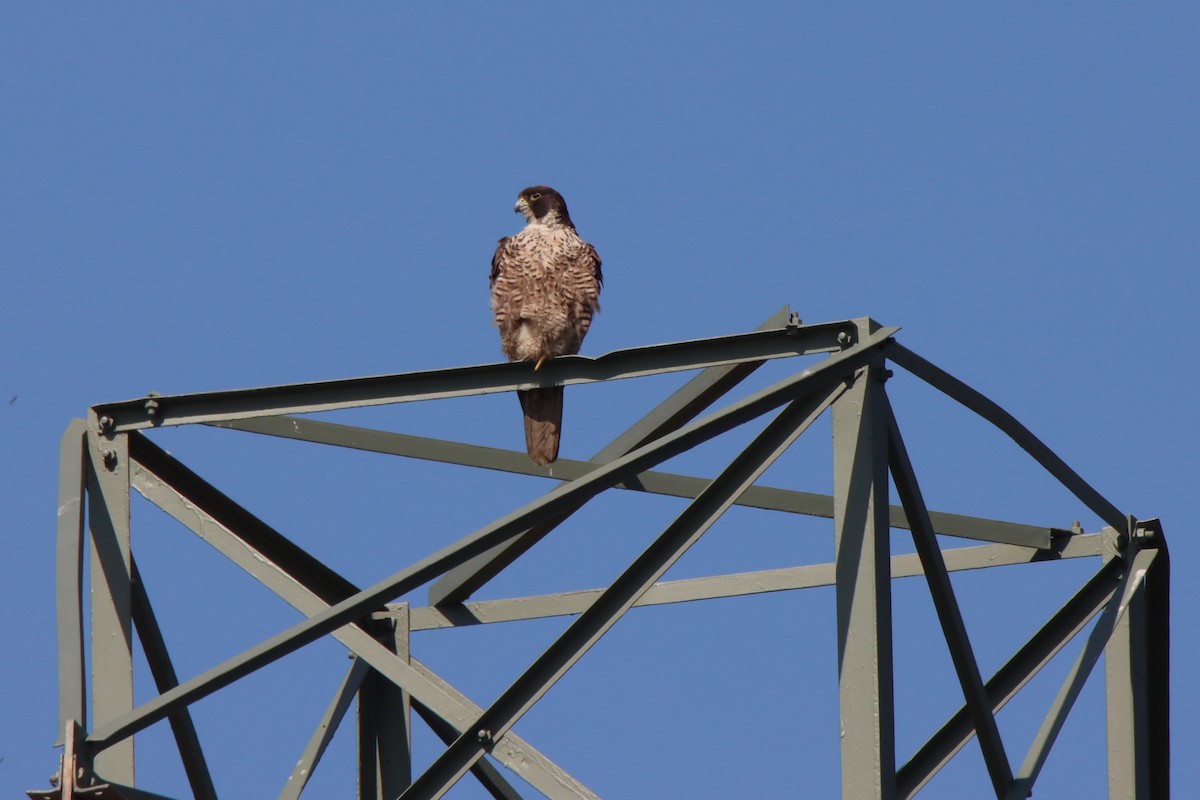 Peregrine Falcon - ML620719737