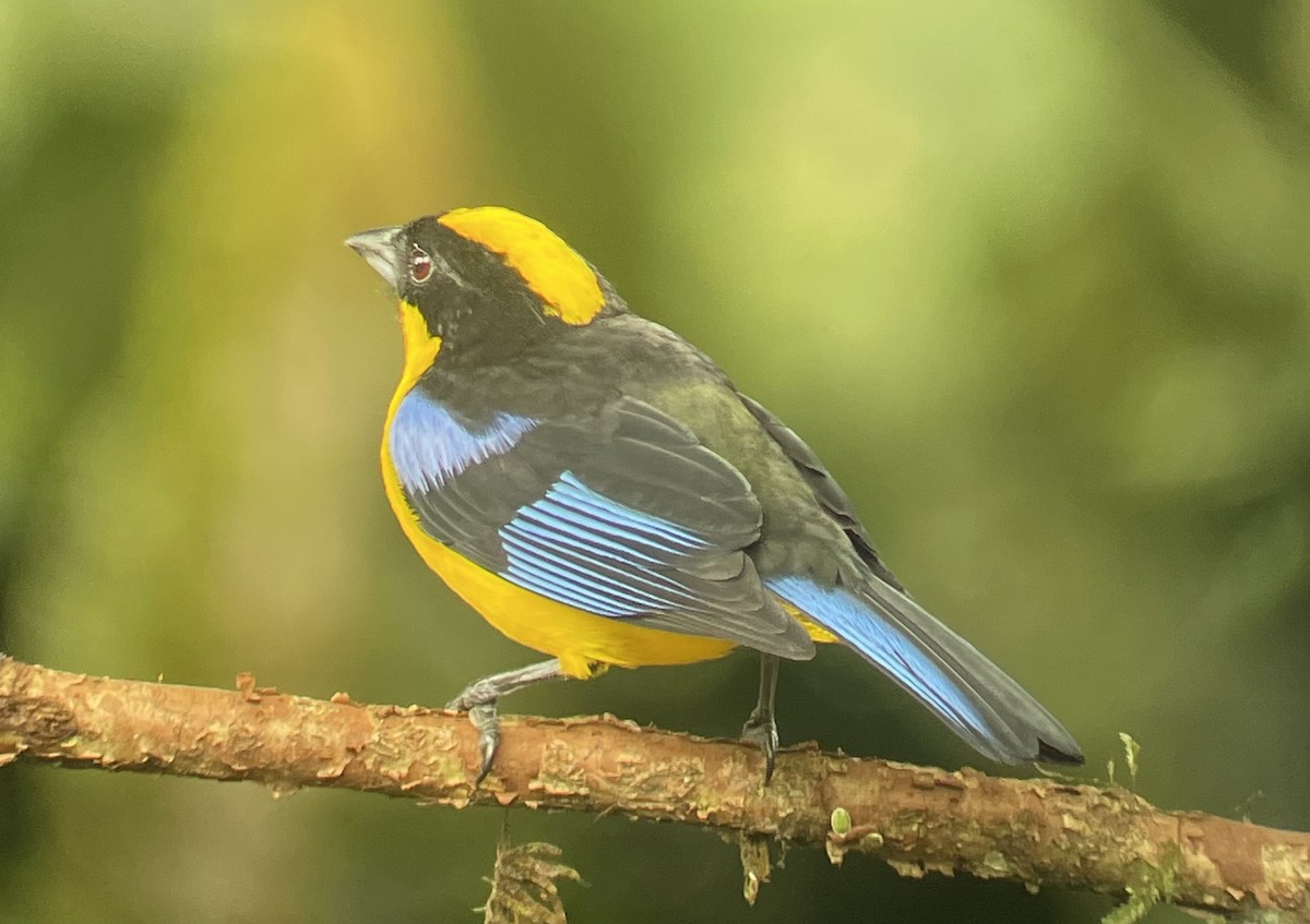 Blue-winged Mountain Tanager - Andrew Oosterbroek