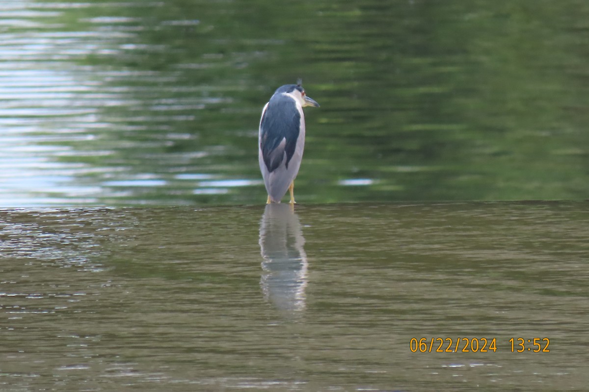 Black-crowned Night Heron - ML620719742