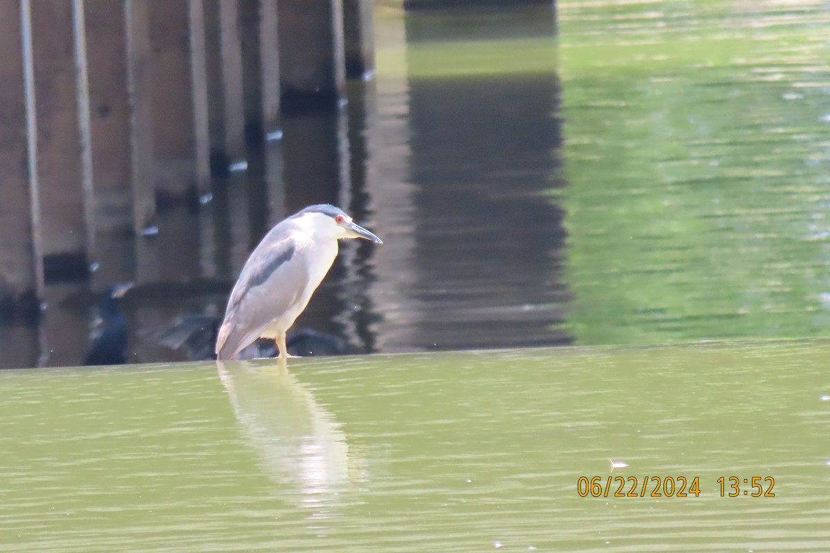 Black-crowned Night Heron - ML620719743