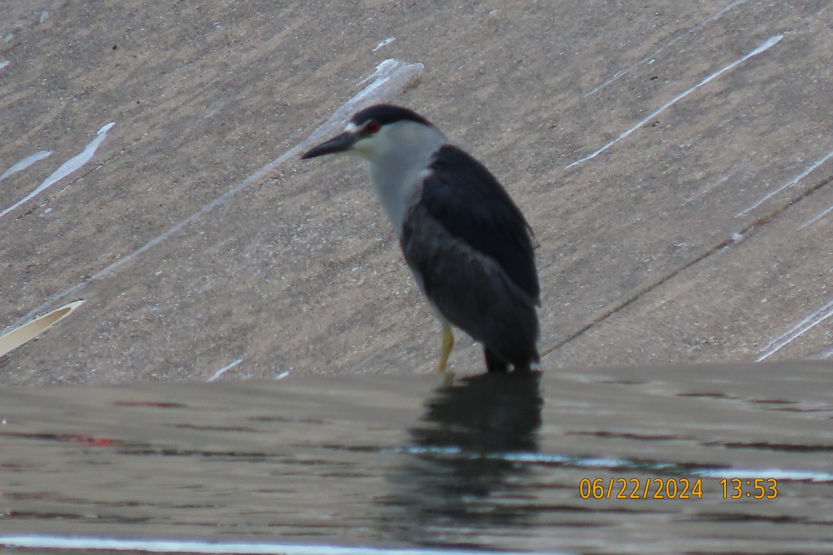 Black-crowned Night Heron - ML620719744