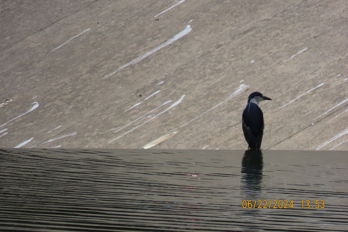 Black-crowned Night Heron - ML620719745