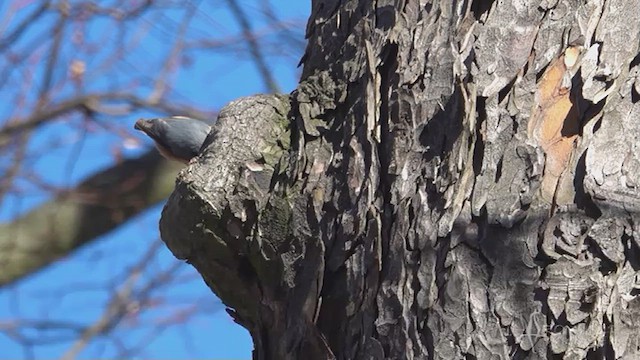 Eurasian Nuthatch - ML620719747