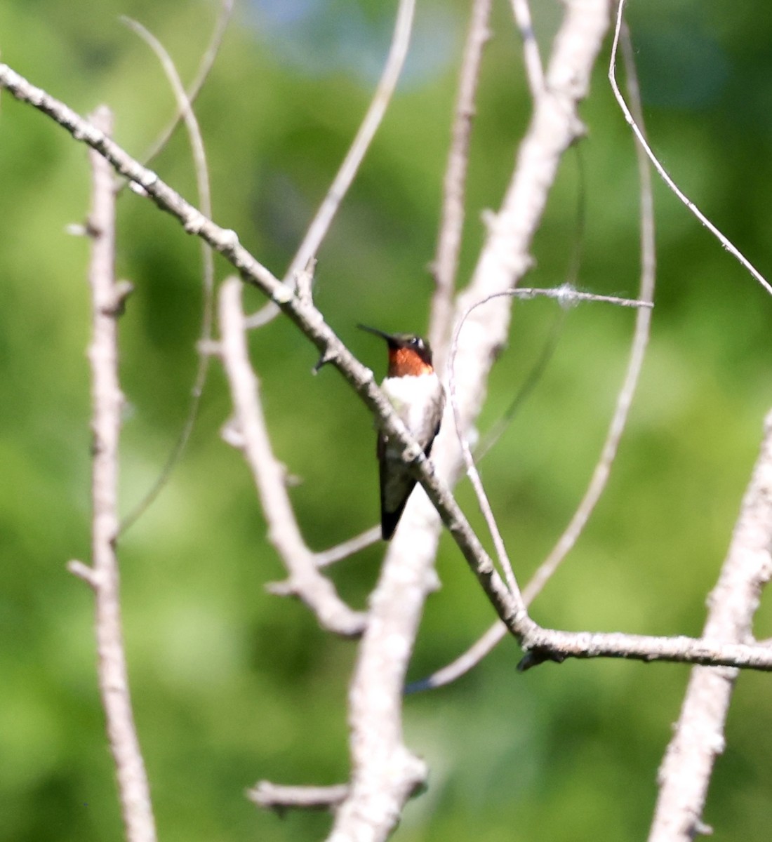 Ruby-throated Hummingbird - ML620719748