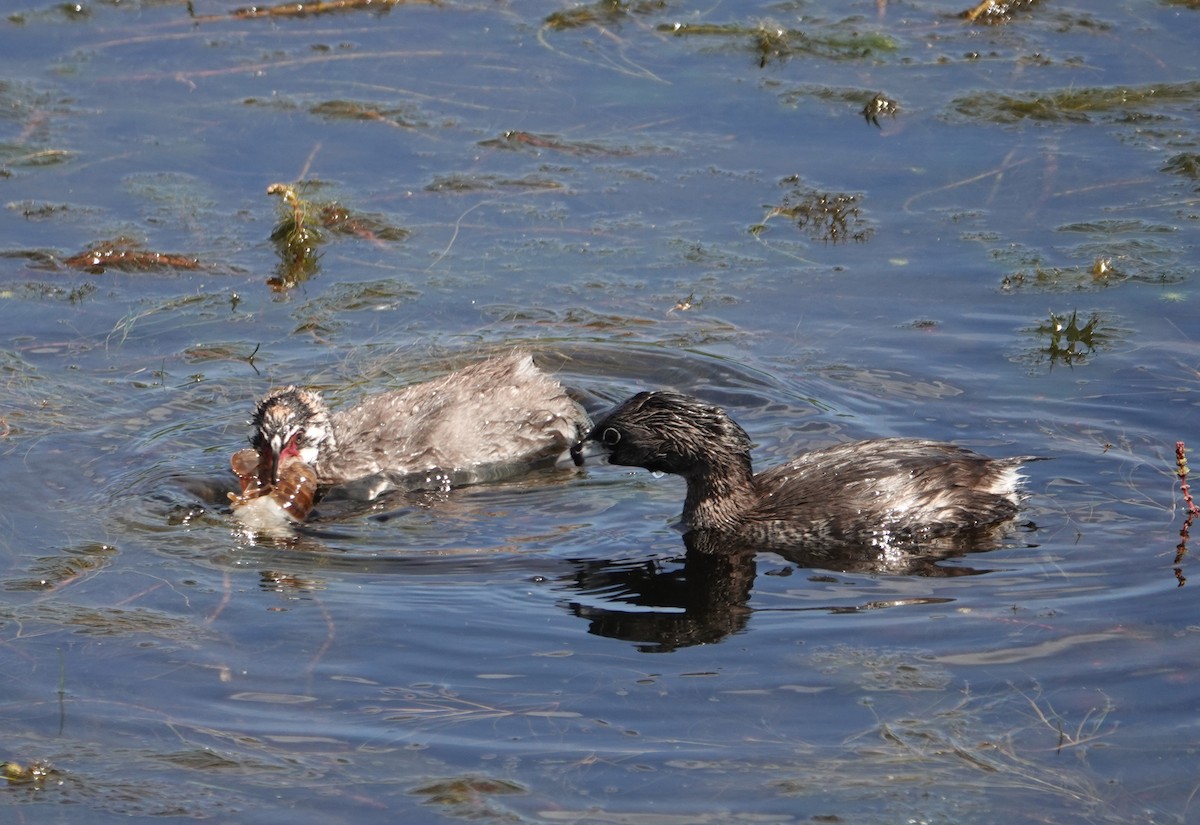 Pied-billed Grebe - ML620719749