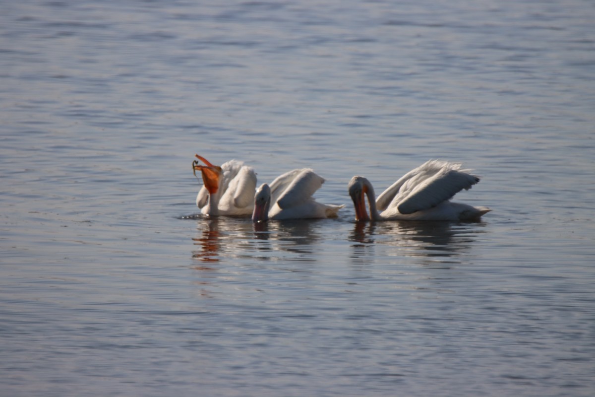 American White Pelican - ML620719751